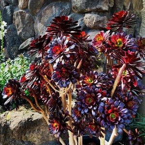 Meet your Posher, Ashly